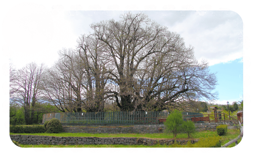 Castagno dei Cento Cavalli - Attrazioni Sicilia