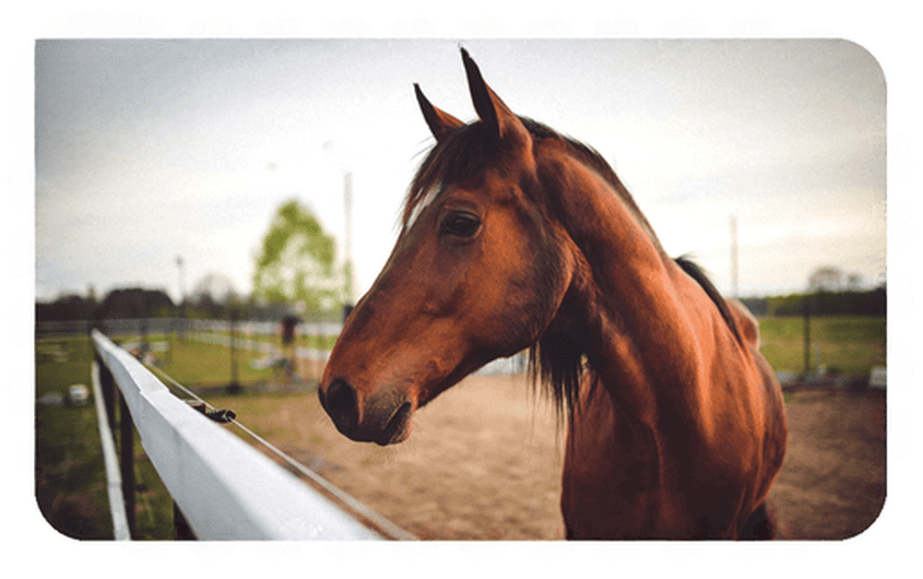 Ambelia Fiera Mediterranea del Cavallo - Attrazioni Sicilia